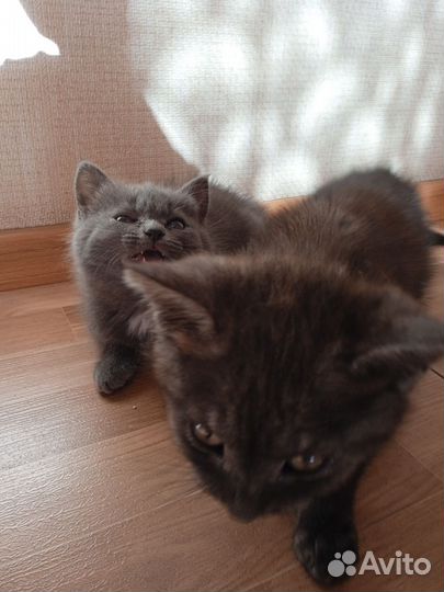 Отдам котят