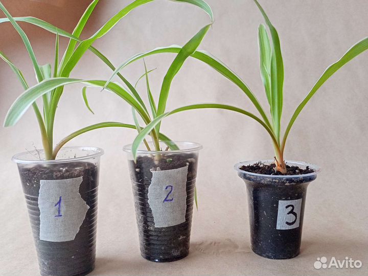 Хлорофитум