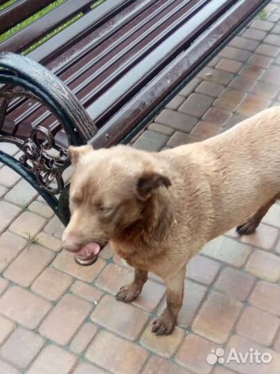 Хороший пёс, в добрые руки