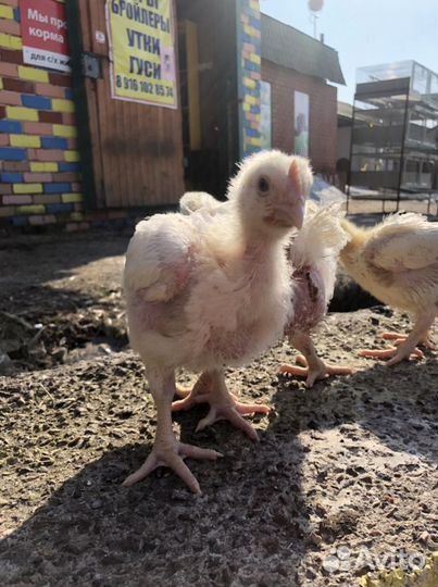 Цыплята бройлеры
