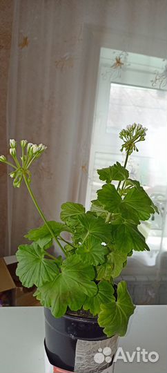 Пеларгония (герань) сортовая April snow