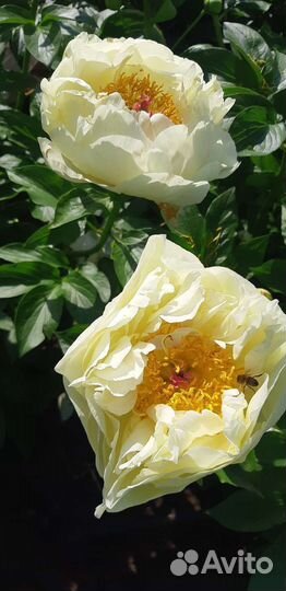 Семена сортовых пионов