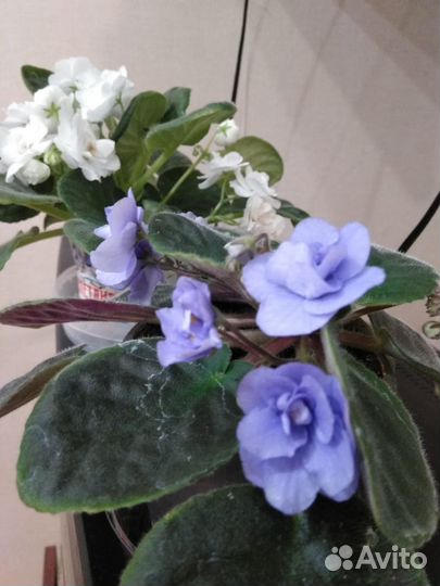 Цветущие фиалки