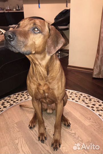 Кабель родезийского риджбека для вязки