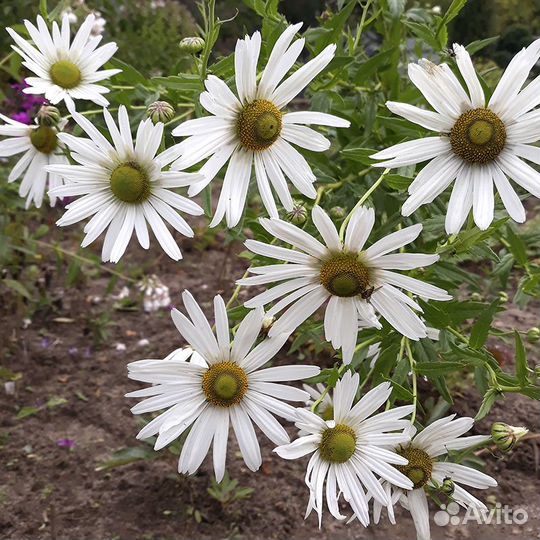 Многолетники садовые высокие