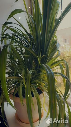 Хлорофитум