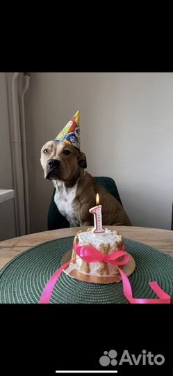 Торт для собачки