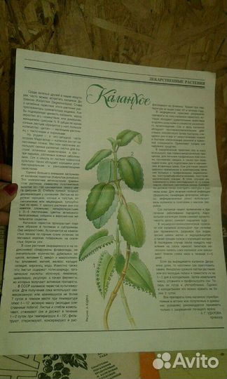 Каланхоэ лечебный