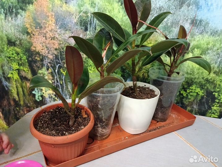 Фикус мелани