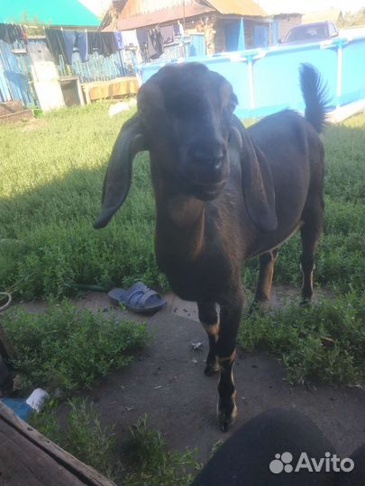 Англо- нубийская