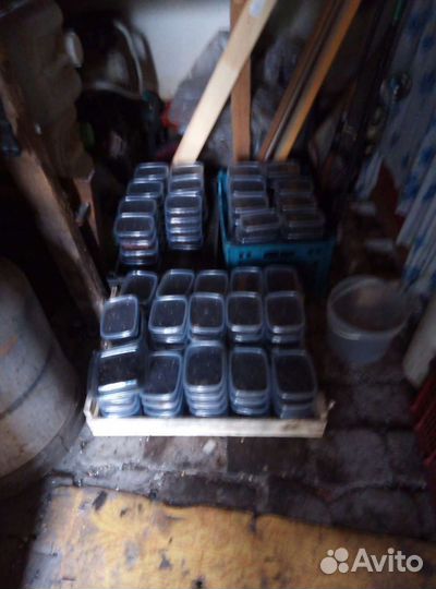 Черви для рыбалки