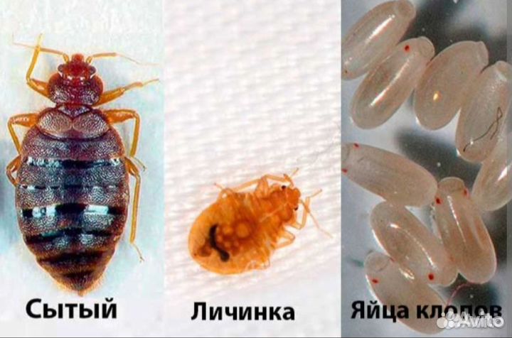 Уничтожeние тapаканoв, клопов, мышей, запахи сэс