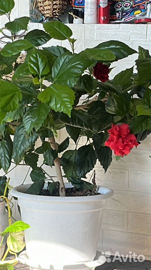 Китайская роза