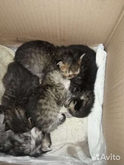 Котята в добрые руки