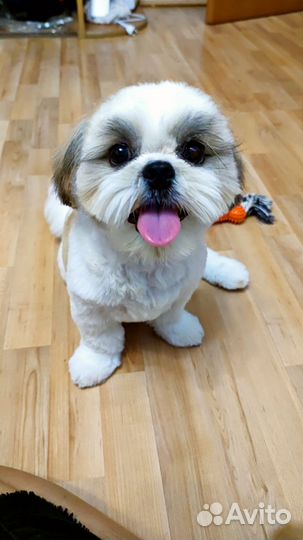 Груминг и передержка собак и кошек