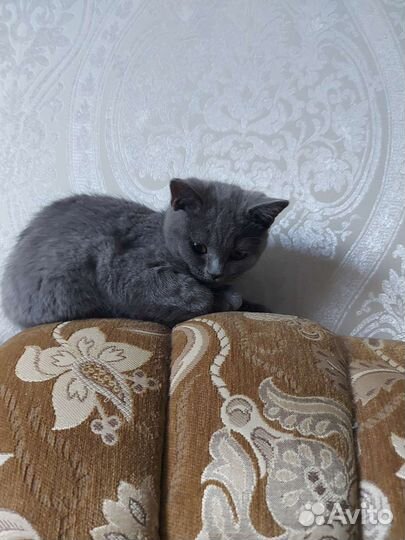 Британская