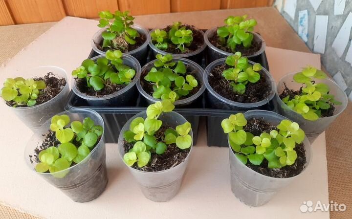 Лизимахия или вербейник монетчатый, коллизия розов