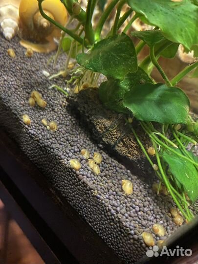 Аквариумные улитки