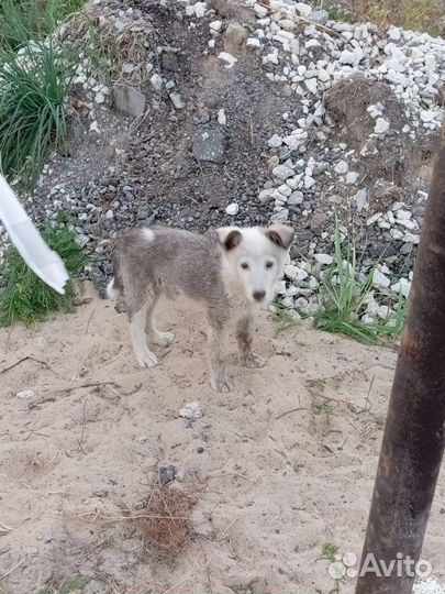 Щенок в добрые руки бесплатно