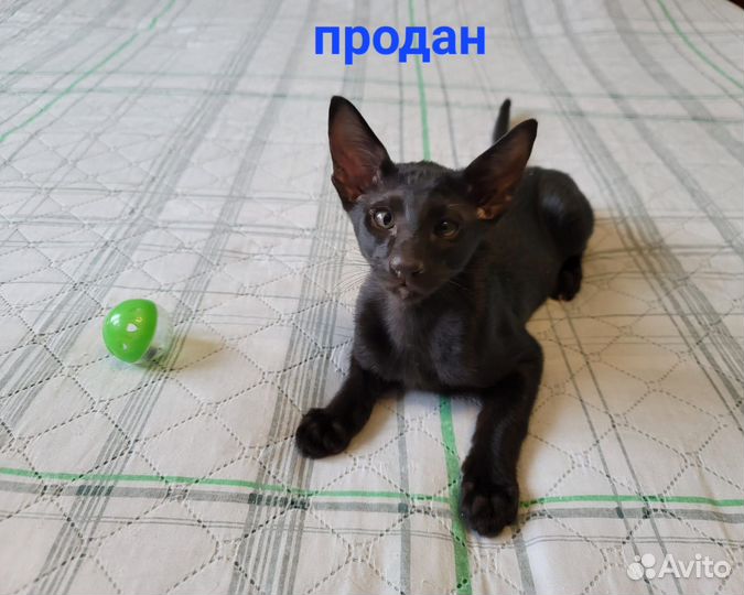 Ориентальные котята