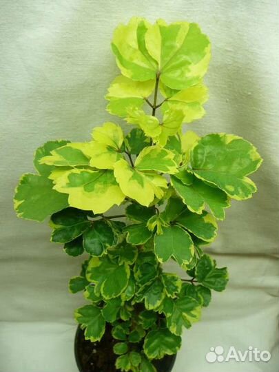 Палисциасы