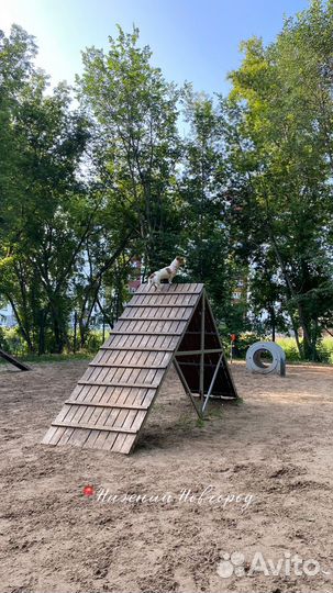 Услуги кинолога