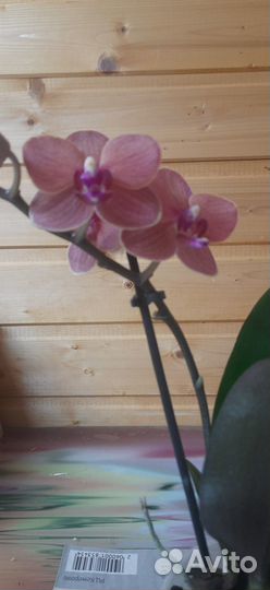 Орхидея