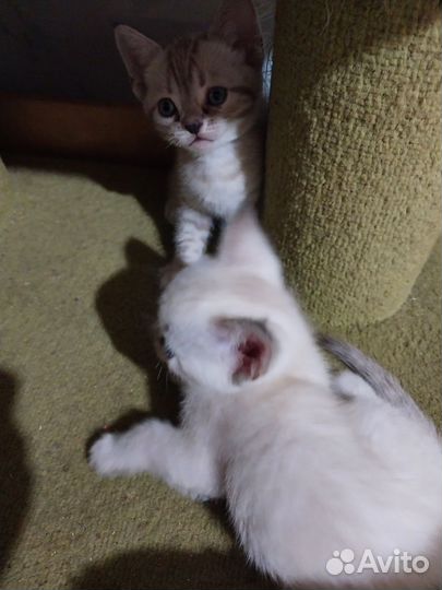 Бенгальские котята