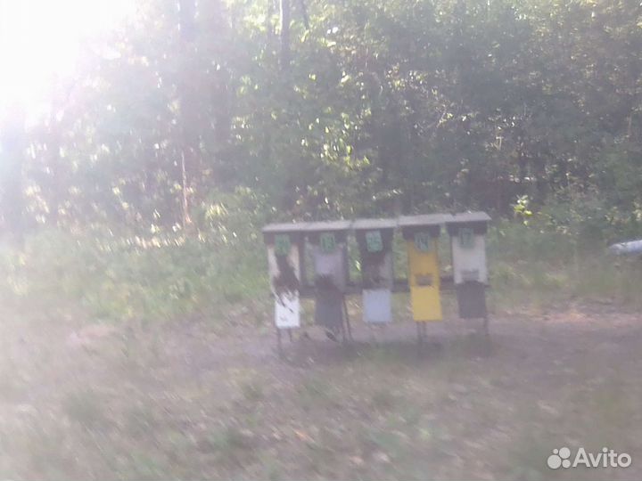 Пчеловодство