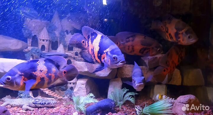 Обслуживание аквариумов