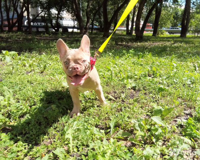 Малыши французики