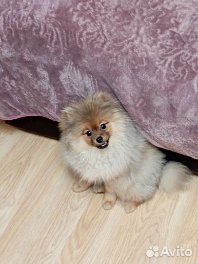 Щенки померанского шпица