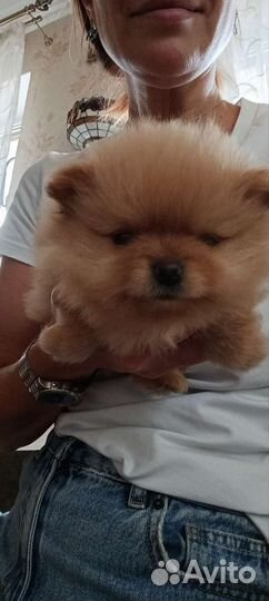 Померанский шпиц мини-мишка)