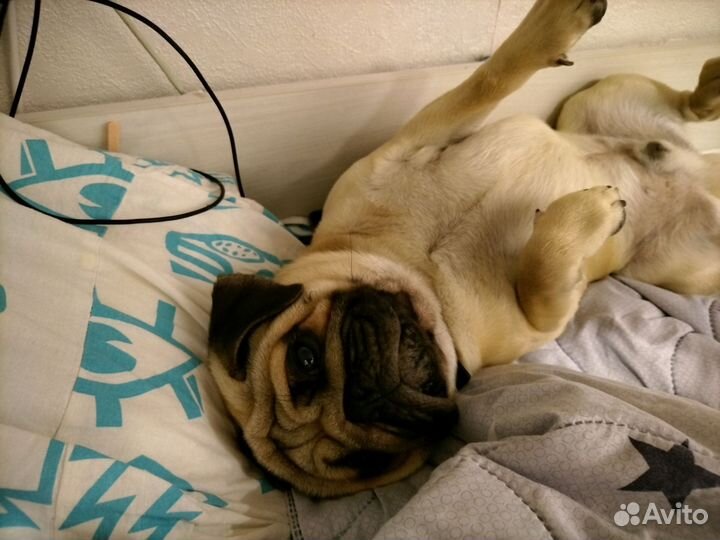 Щенки мопса мальчик