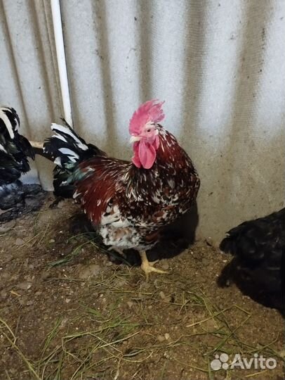 Породистые петухи и инкубационное яйцо