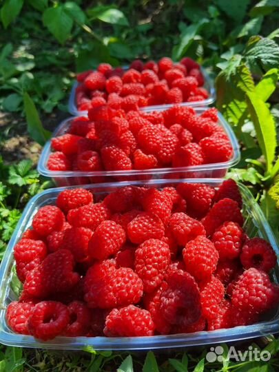 Крупная малина