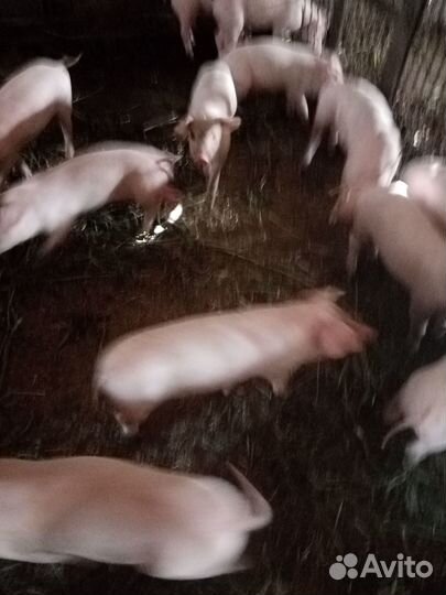 Поросята