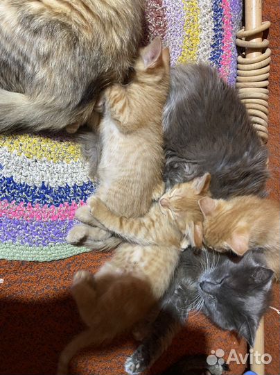 Котята в добрые руки