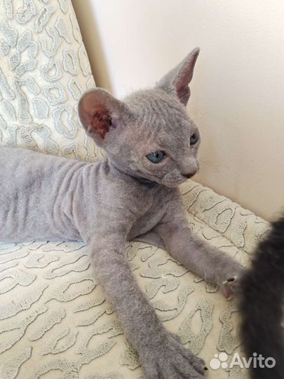 Донской сфинкс котята
