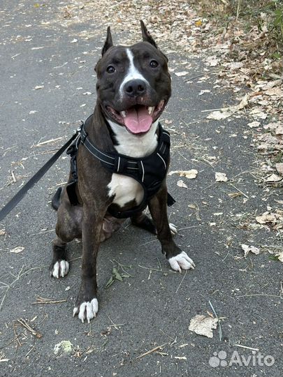 Собака для вязки