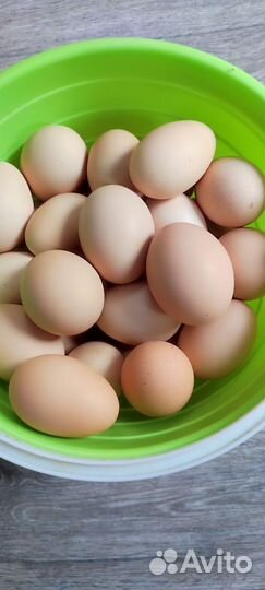 Яйца домашние