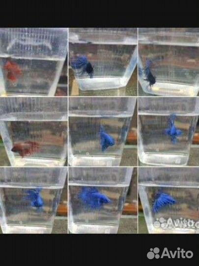 Рыбка петушок, Аквариумные рыбки в ассортименте