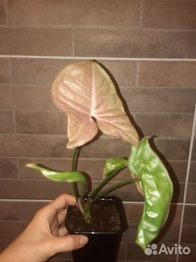 Сингониум Red heart pink