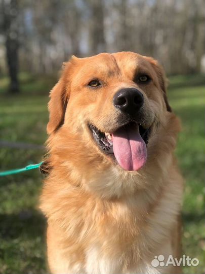 Красивый добрый пес страдает в приюте