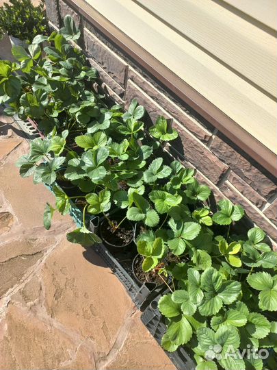 Клубника, саженцы, сорт Фестивальный