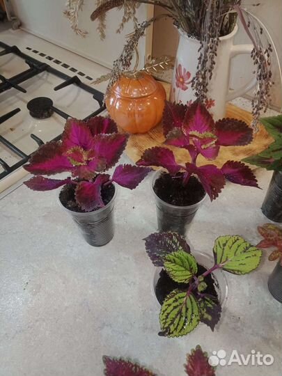 Колеусы вегетативные