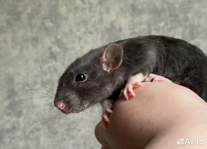 Крысята Дамбо девочки