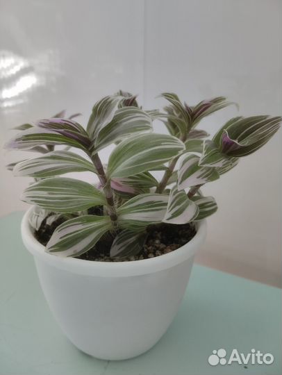 Домашние растения