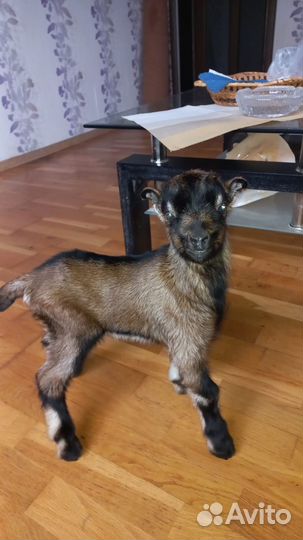 Продаются козлята