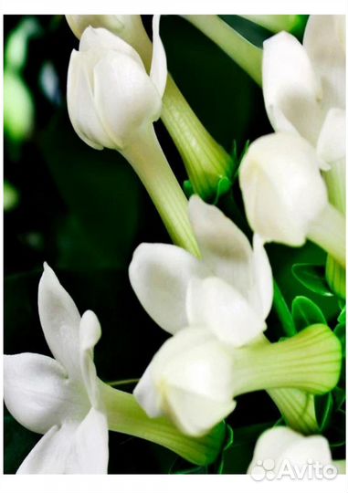 Yodeyma sophisticate Вода парфюмерная 50 мл